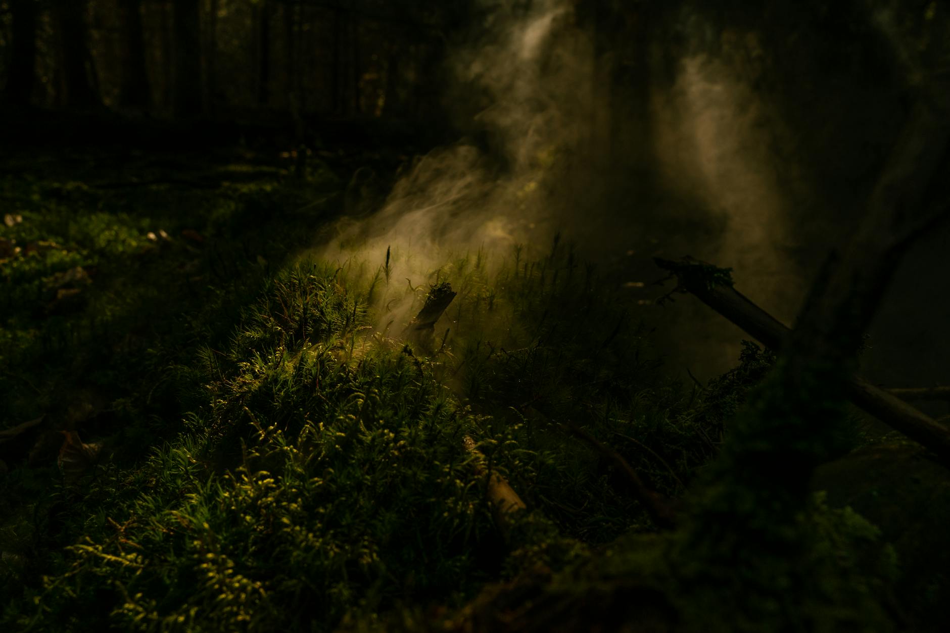 Mglisty podlaski las z promieniami słońca między drzewami