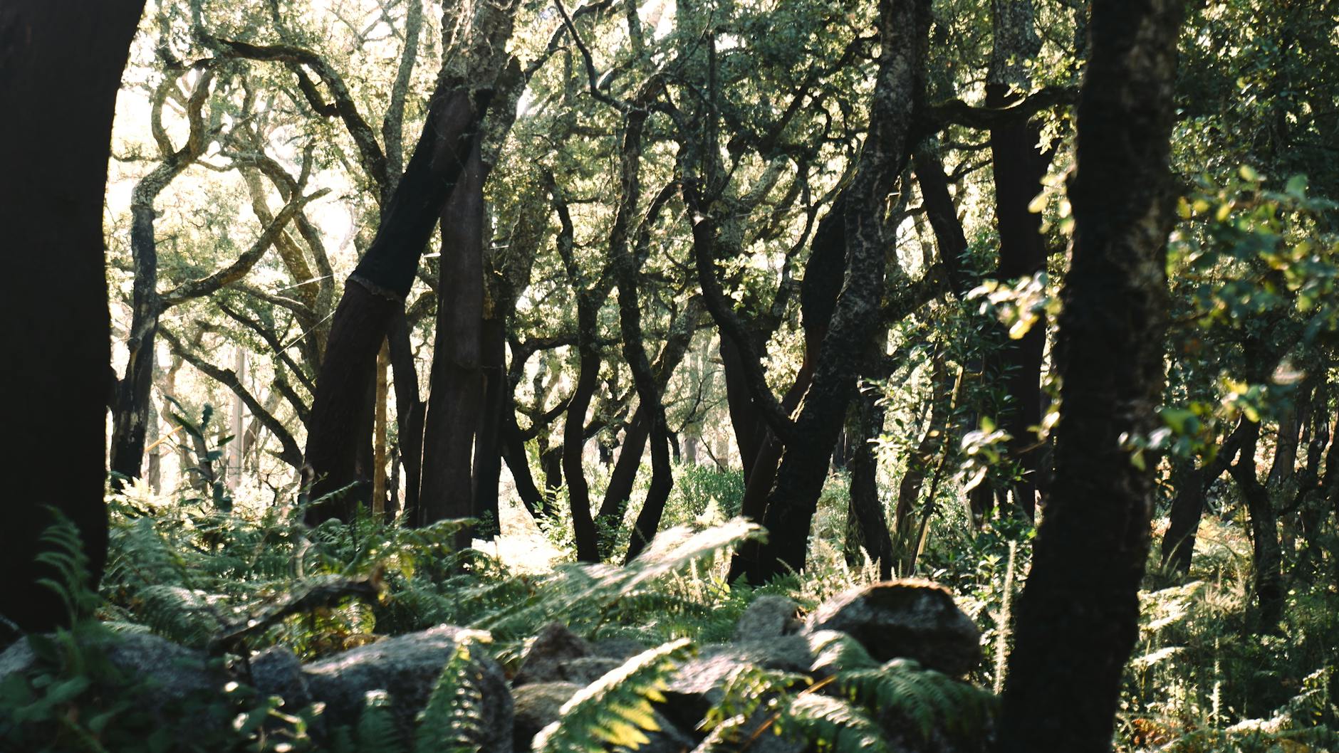 Poranny las spowity mgłą w miękkim świetle słonecznym